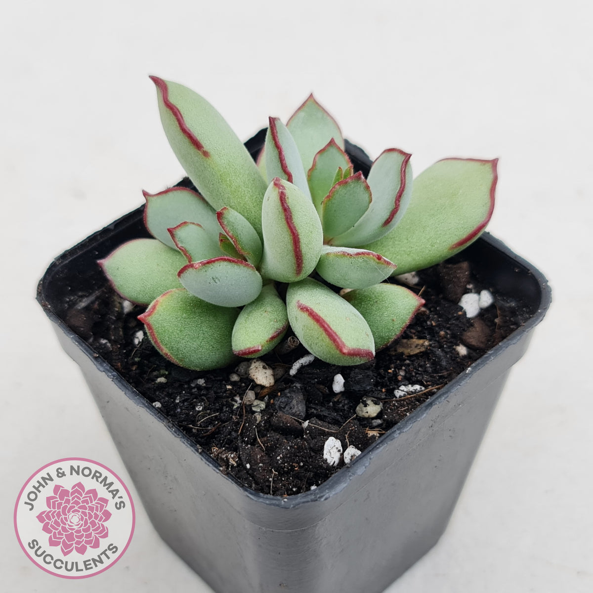 Cotyledon 'Choco Line'