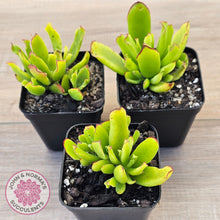 Load image into Gallery viewer, Cotyledon elisae