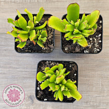 Load image into Gallery viewer, Cotyledon elisae