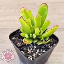 Load image into Gallery viewer, Cotyledon elisae