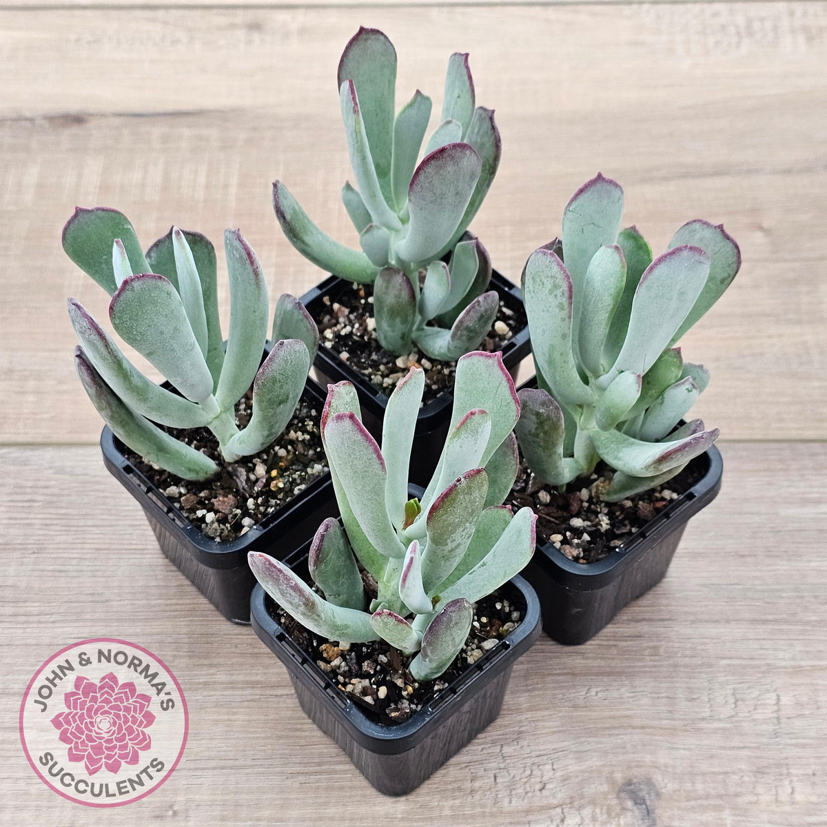 Cotyledon 'Forever Cute'