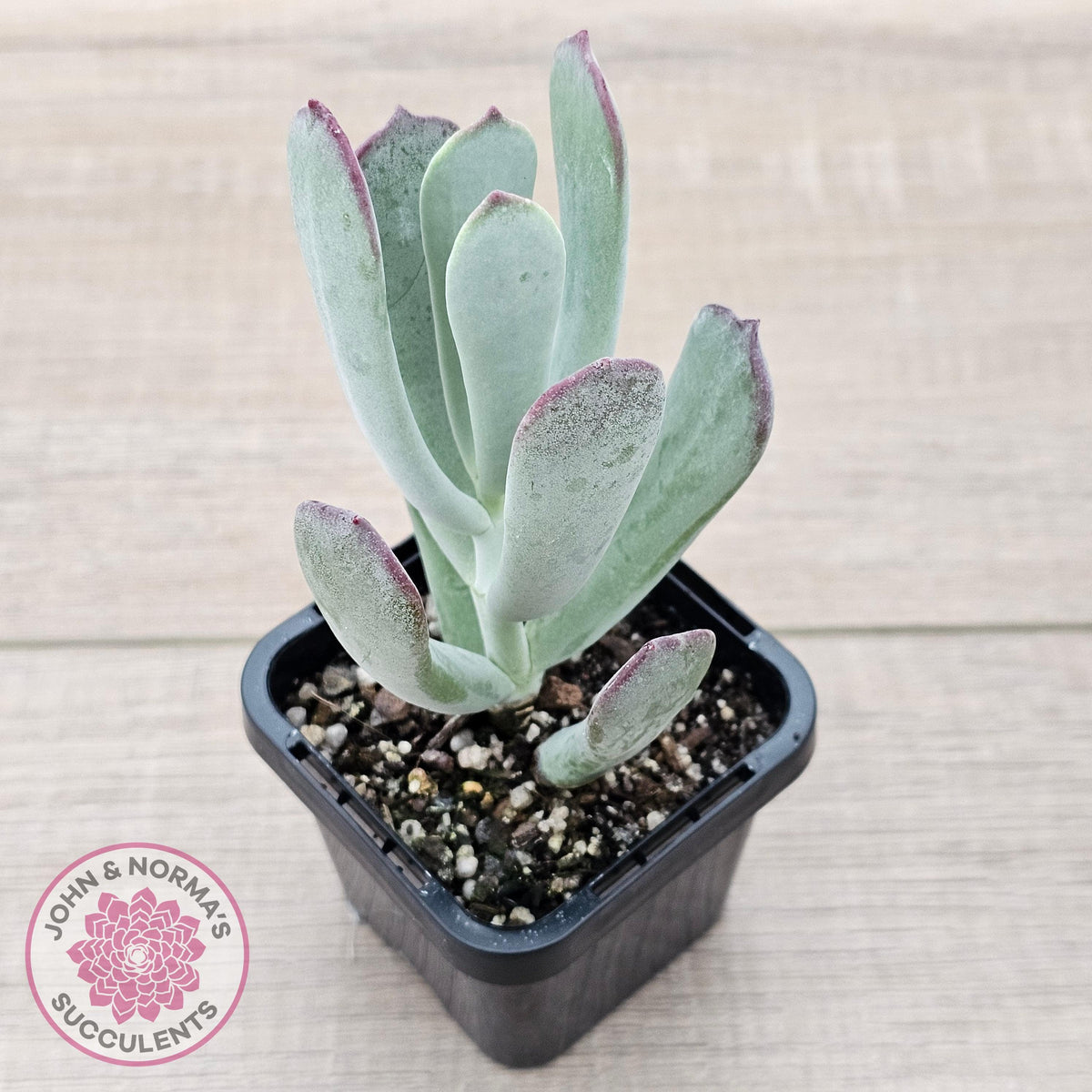 Cotyledon 'Forever Cute'