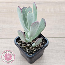 Load image into Gallery viewer, Cotyledon 'Forever Cute' - John & Norma's Succulents Australia