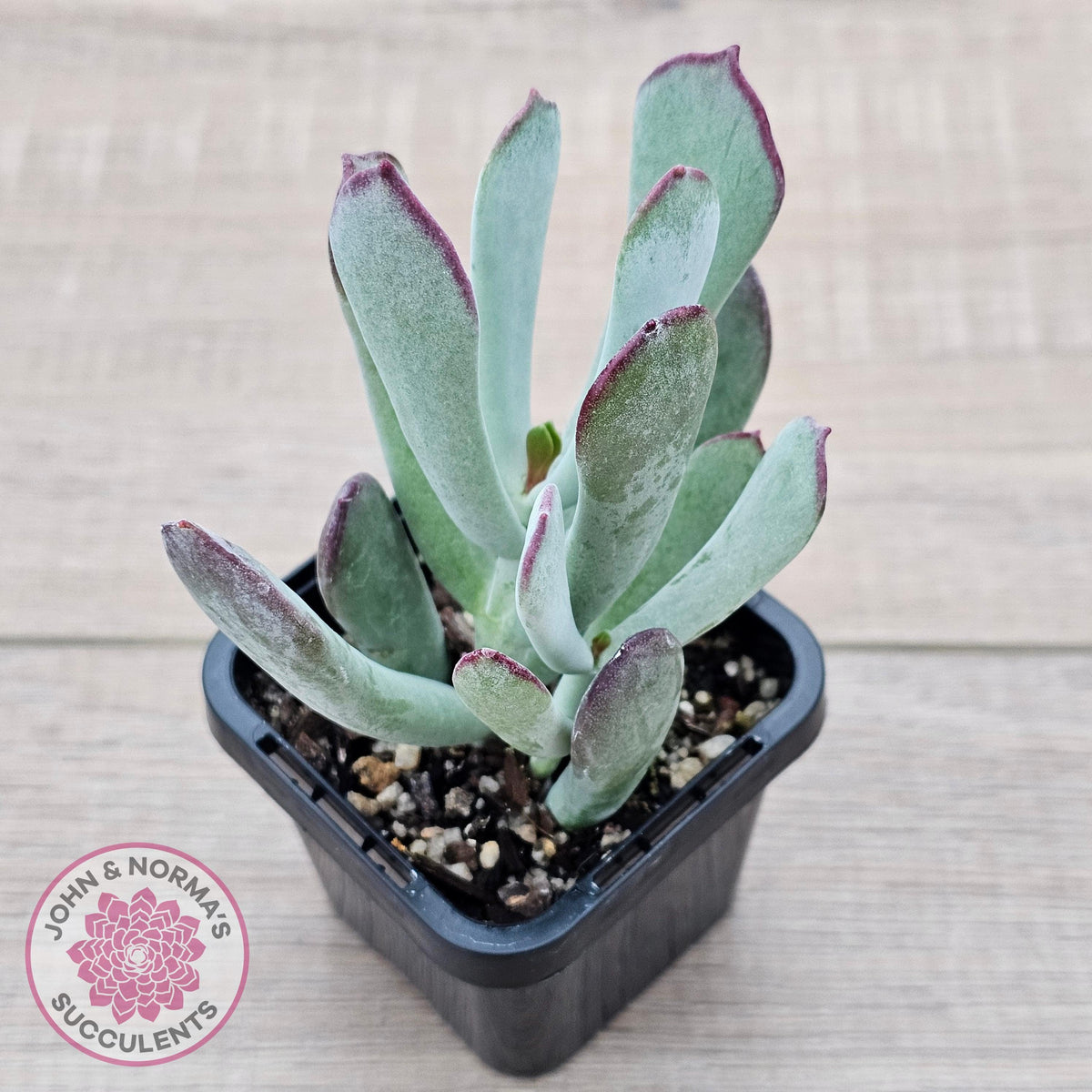 Cotyledon 'Forever Cute'