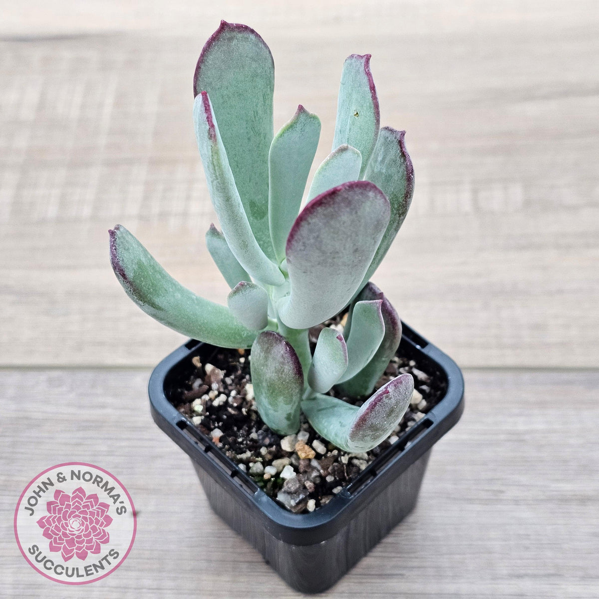 Cotyledon 'Forever Cute'