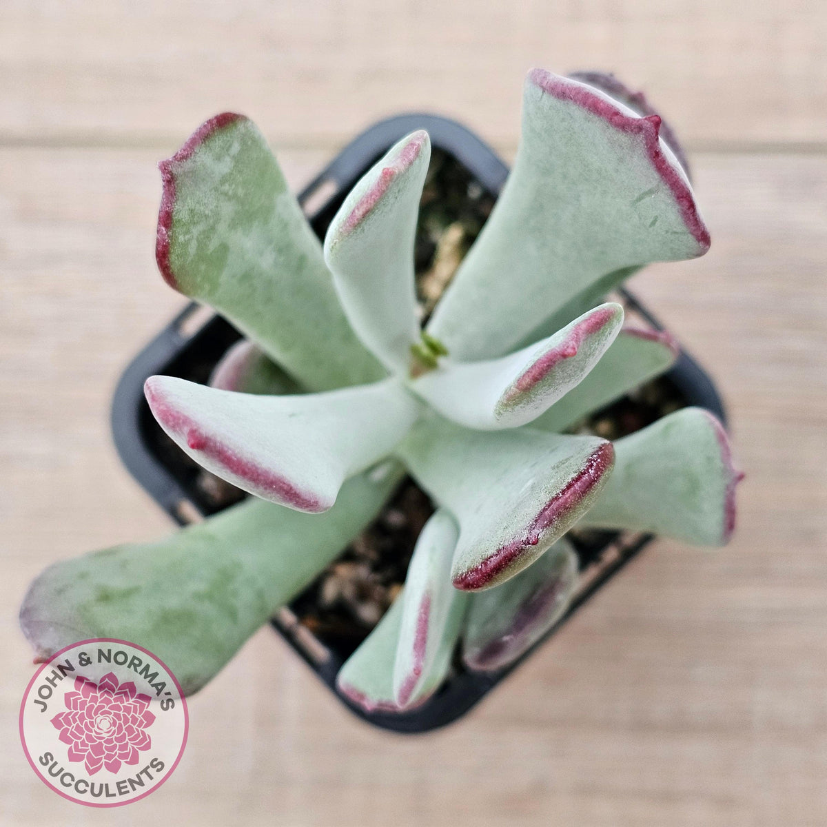 Cotyledon 'Forever Cute'