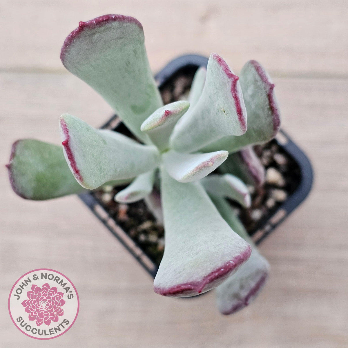 Cotyledon 'Forever Cute'