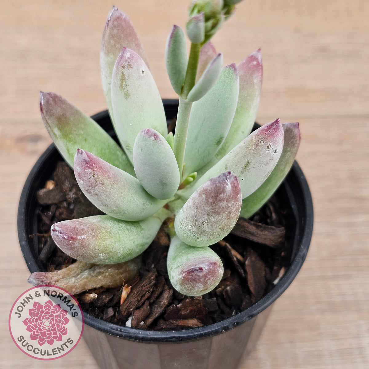Cotyledon 'Happy Mamma'