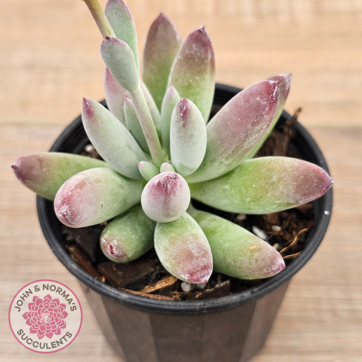 Cotyledon 'Happy Mamma'