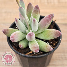 Load image into Gallery viewer, Cotyledon 'Happy Mamma'