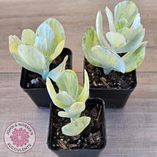 Load image into Gallery viewer, Cotyledon Orbiculata 'Hakubi' variegated