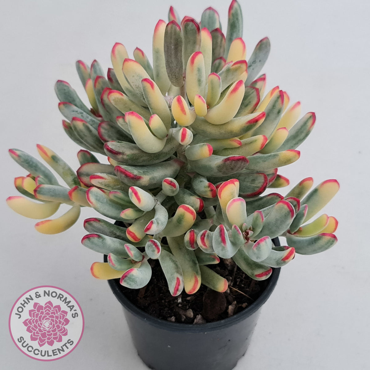 Cotyledon Orbiculata Long Leaf Variegated - 100mm XL
