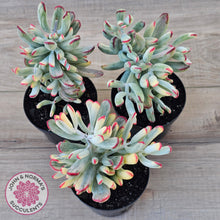 Load image into Gallery viewer, Cotyledon Orbiculata Long Leaf Variegated