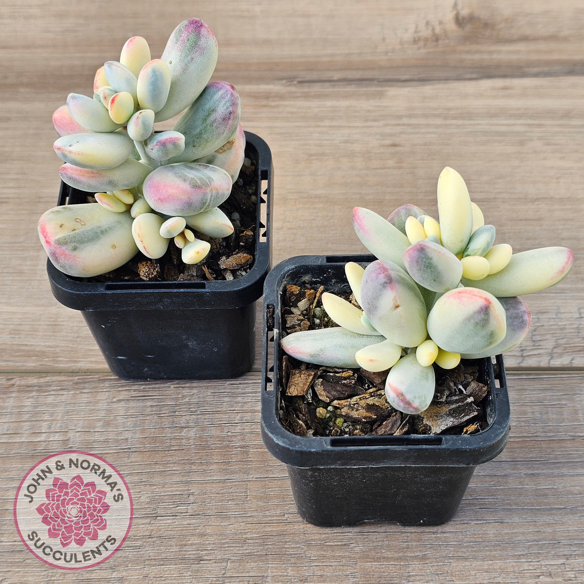 Cotyledon Orbiculata cv. Short Round Leaf Variegated