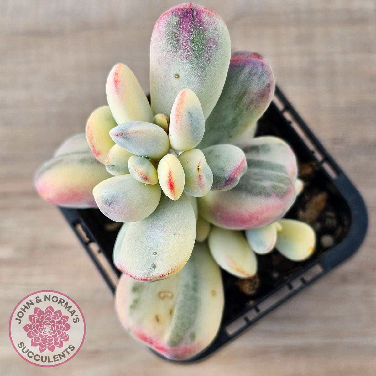 Cotyledon Orbiculata cv. Short Round Leaf Variegated