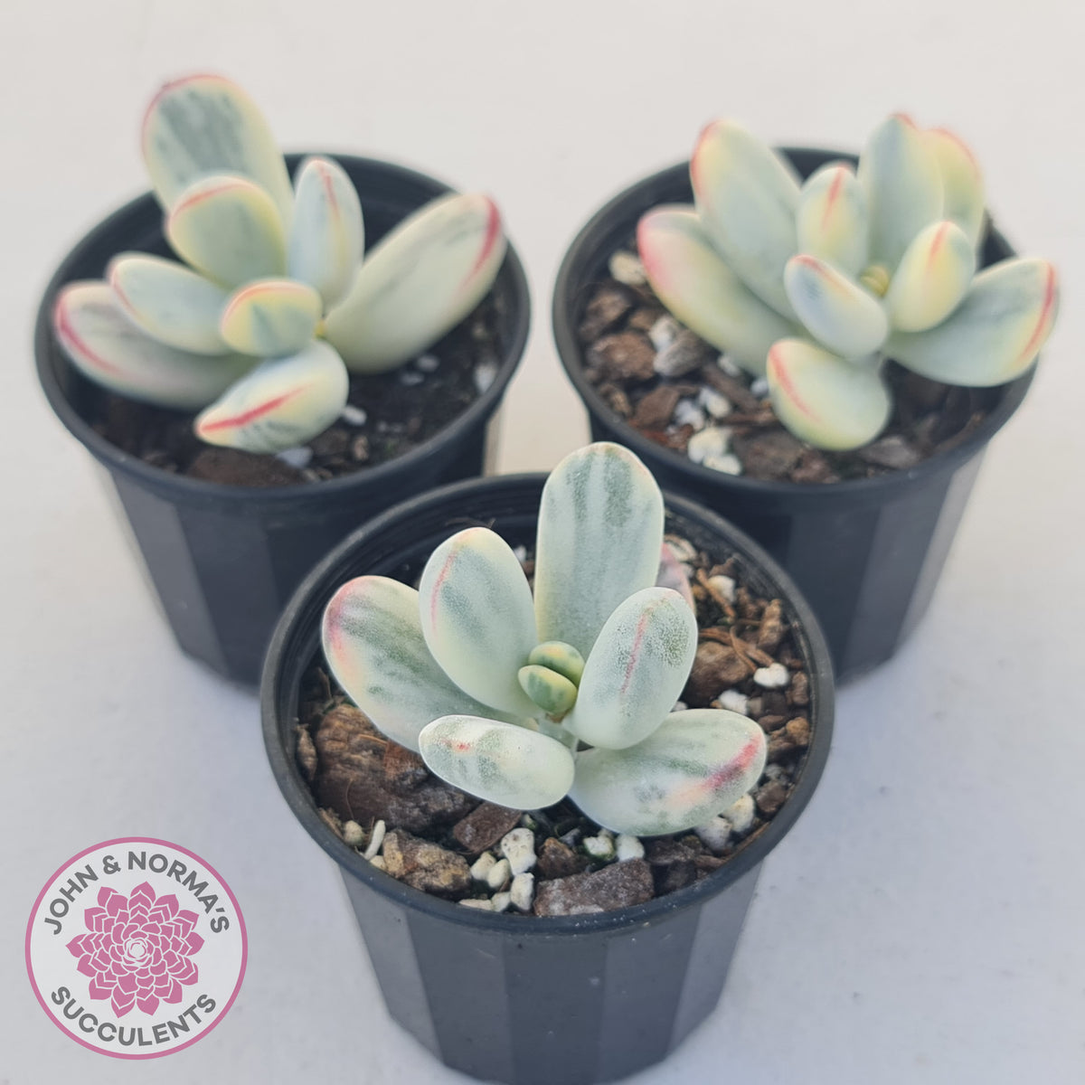 Cotyledon Orbiculata cv. Short Round Leaf Variegated