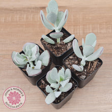 Load image into Gallery viewer, Cotyledon Orbiculata 'Silver Peak' - John & Norma's Succulents Australia