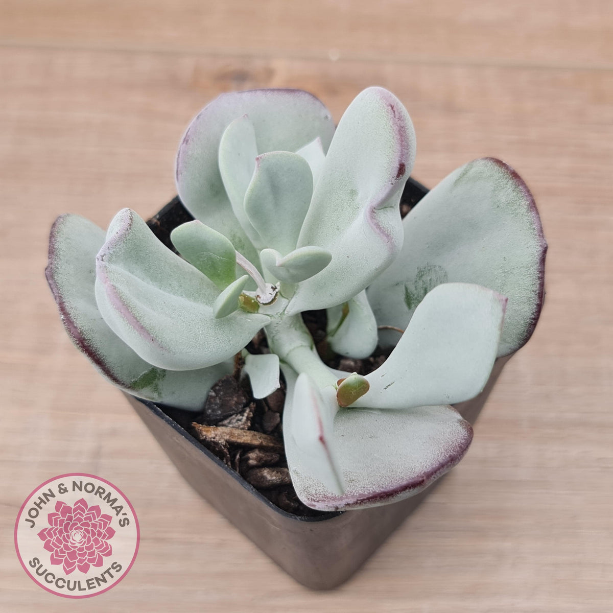 Cotyledon Orbiculata 'Silver Peak'