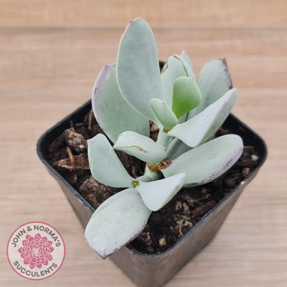 Cotyledon Orbiculata 'Silver Peak'