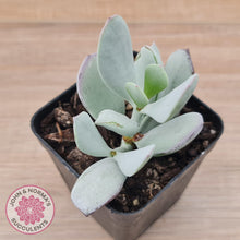 Load image into Gallery viewer, Cotyledon Orbiculata 'Silver Peak' - John & Norma's Succulents Australia