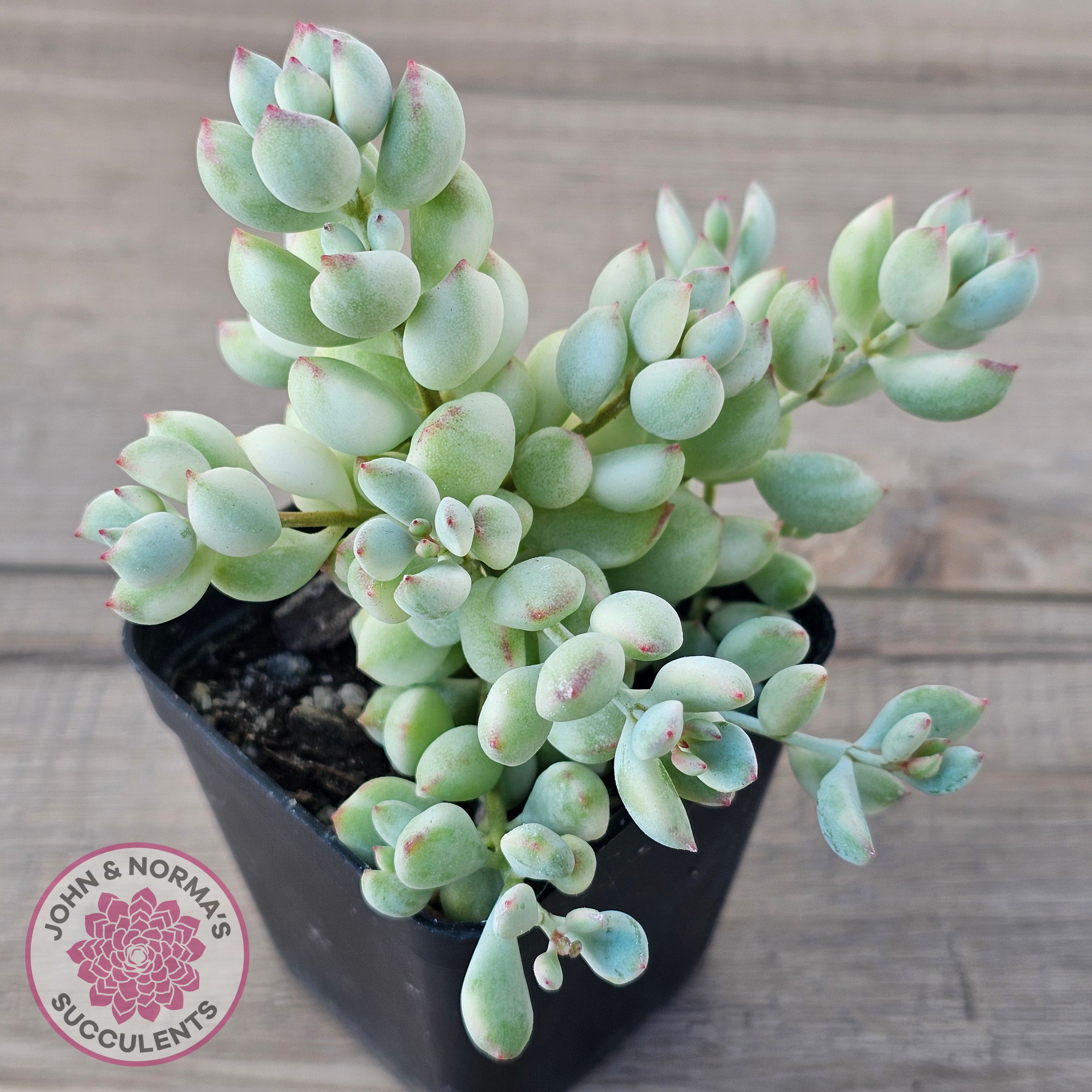cotyledon variegata Buy Cotyledon 'Pendens' variegata Australia