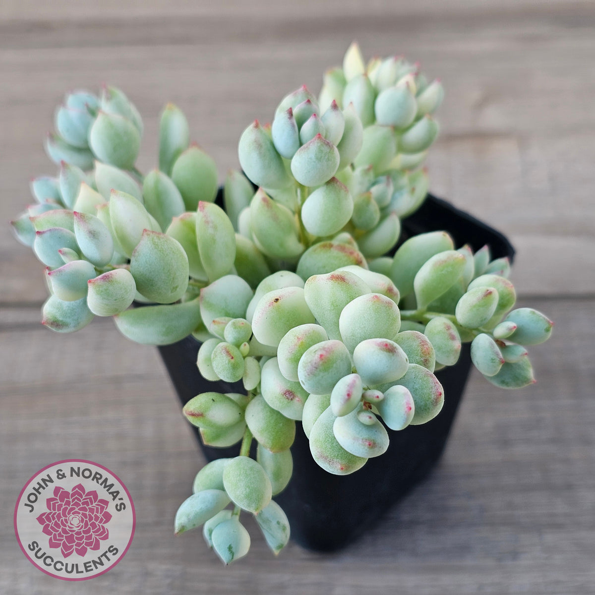 Cotyledon 'Pendens' variegata
