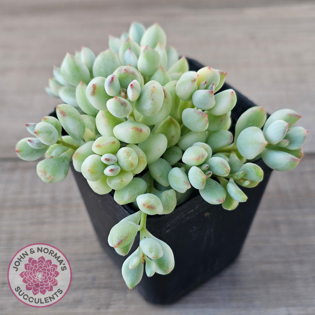 Cotyledon 'Pendens' variegata