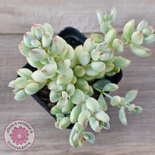 Load image into Gallery viewer, Cotyledon 'Pendens' variegata