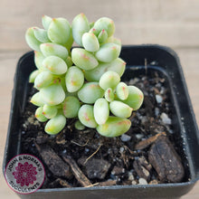 Load image into Gallery viewer, Cotyledon 'Pendens' variegata