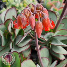 Load image into Gallery viewer, Ruby Lips display image, showing  a cluster of vibrant red pendulous flowers with yellow stamens, against a backdrop of green Ruby Lips foliage with burgundy red leaf margins.