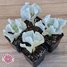 Load image into Gallery viewer, Cotyledon 'Silver Waves'