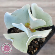 Load image into Gallery viewer, Cotyledon 'Silver Waves'