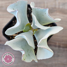 Load image into Gallery viewer, Cotyledon 'Silver Waves'