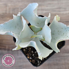 Load image into Gallery viewer, Cotyledon 'Silver Waves'