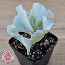Load image into Gallery viewer, Cotyledon 'Silver Waves'