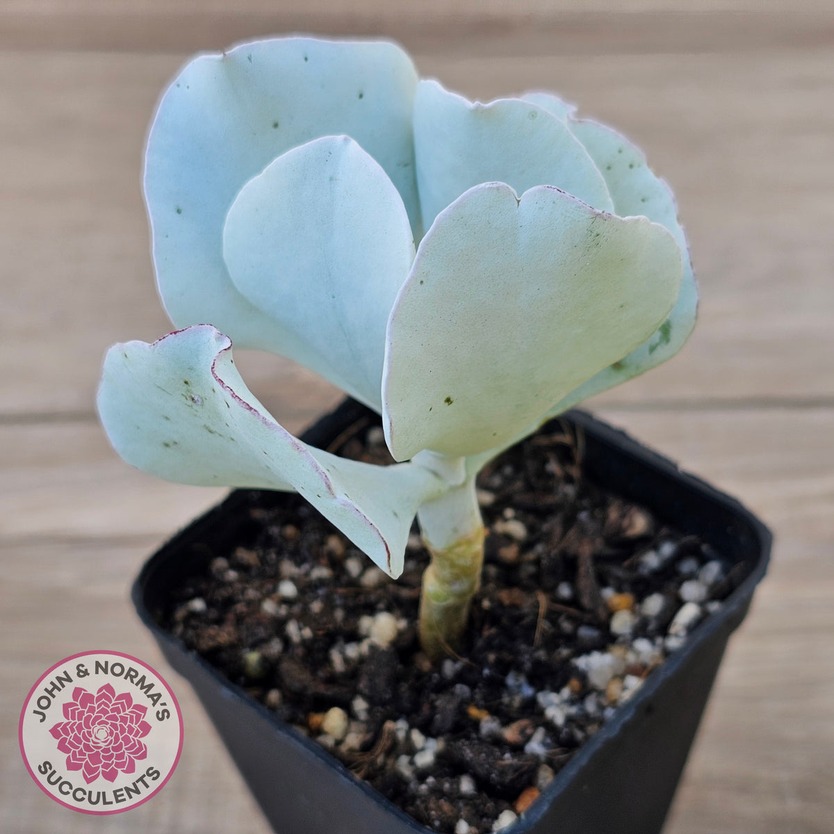Cotyledon 'Silver Waves'