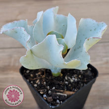 Load image into Gallery viewer, Cotyledon 'Silver Waves'