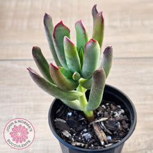 Load image into Gallery viewer, Cotyledon 'Sweet Kiss'
