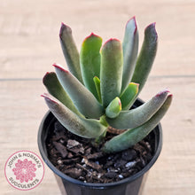 Load image into Gallery viewer, Cotyledon 'Sweet Kiss'