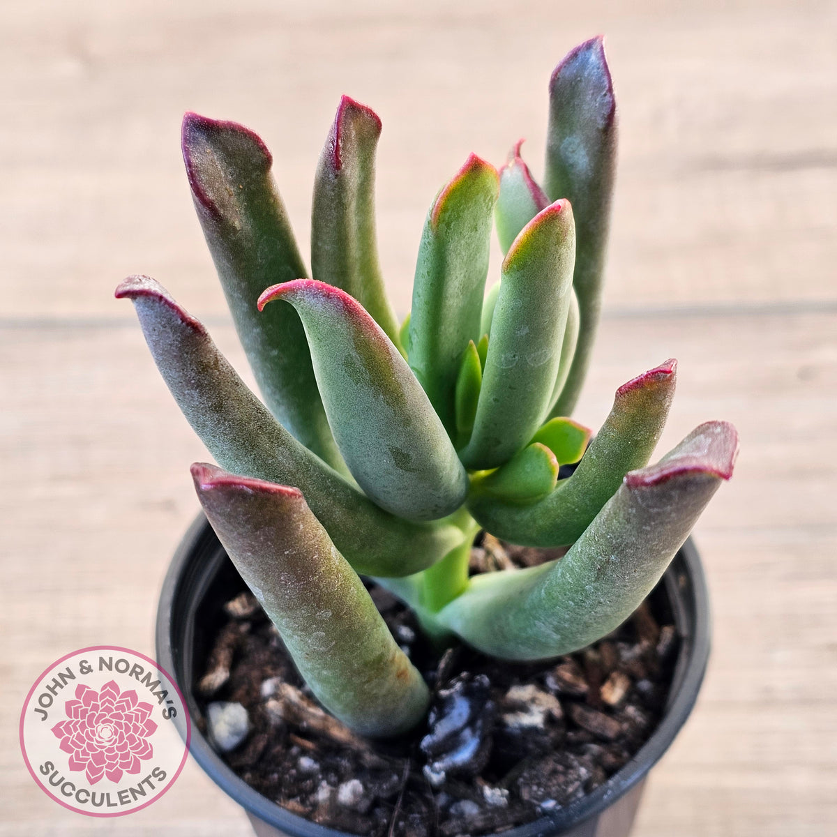 Cotyledon 'Sweet Kiss'