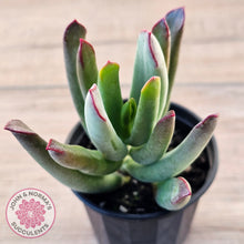 Load image into Gallery viewer, Cotyledon 'Sweet Kiss'