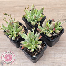 Load image into Gallery viewer, Cotyledon 'White Peach'