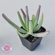 Load image into Gallery viewer, Cotyledon White Sprite - John & Norma's Succulents Australia