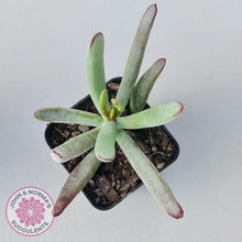 Load image into Gallery viewer, Cotyledon White Sprite - John & Norma's Succulents Australia
