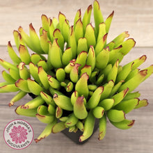 Load image into Gallery viewer, Cotyledon elisae (Large)