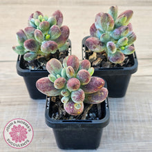 Load image into Gallery viewer, Cotyledon orbiculata Silk Variegata