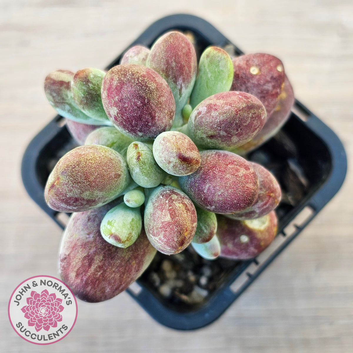 Cotyledon orbiculata Silk Variegata