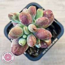 Load image into Gallery viewer, Cotyledon orbiculata Silk Variegata