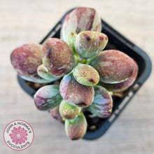 Load image into Gallery viewer, Cotyledon orbiculata Silk Variegata
