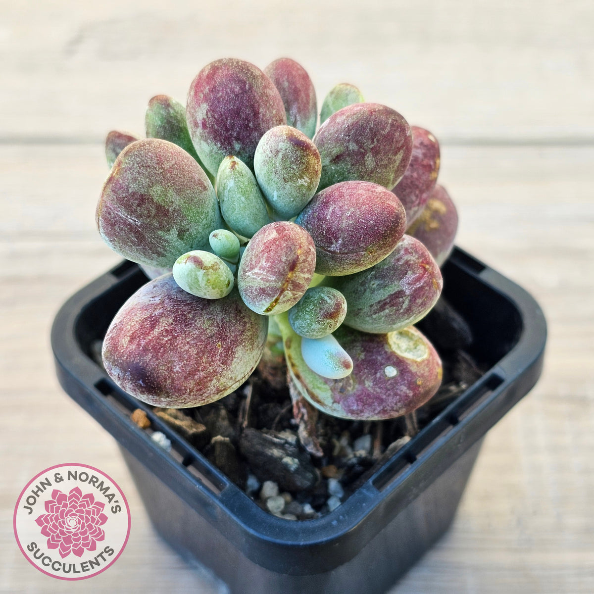 Cotyledon orbiculata Silk Variegata